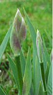 Flor de iris floreciendo